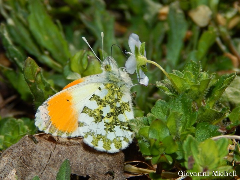 Ambientazioni : fiori tra i fiori